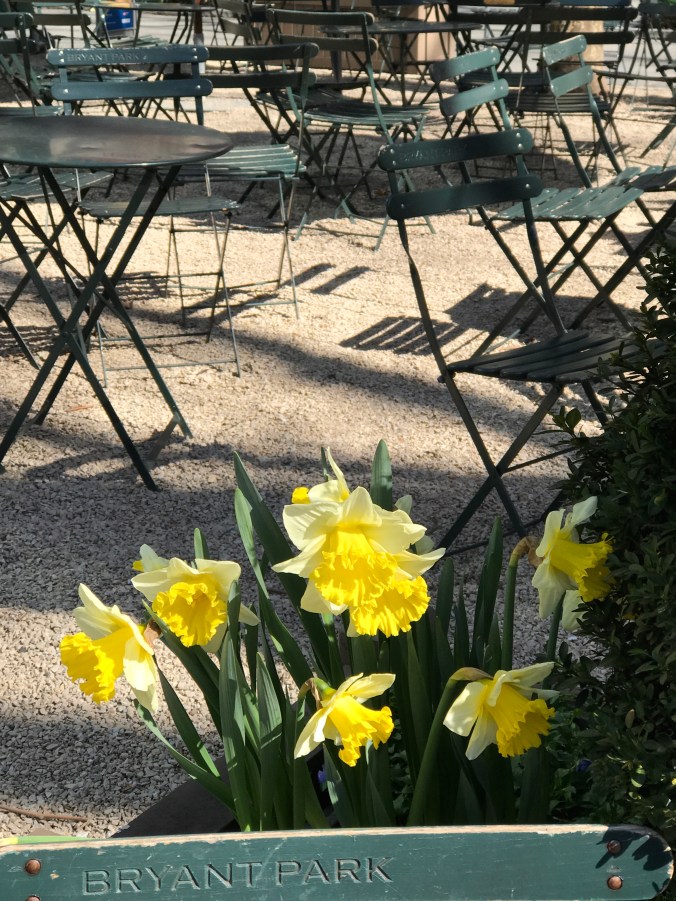 Suddenly Mad- Hierarchy of generations - enroute to Alzheimer's Assn -things i notice now daffodils