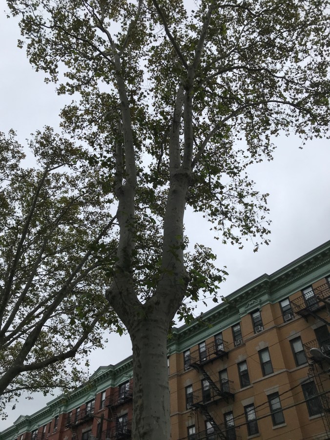 This is my life with Alzheimer_s now - birch tree pointed out by husband on our walk to the park (Oct 6)