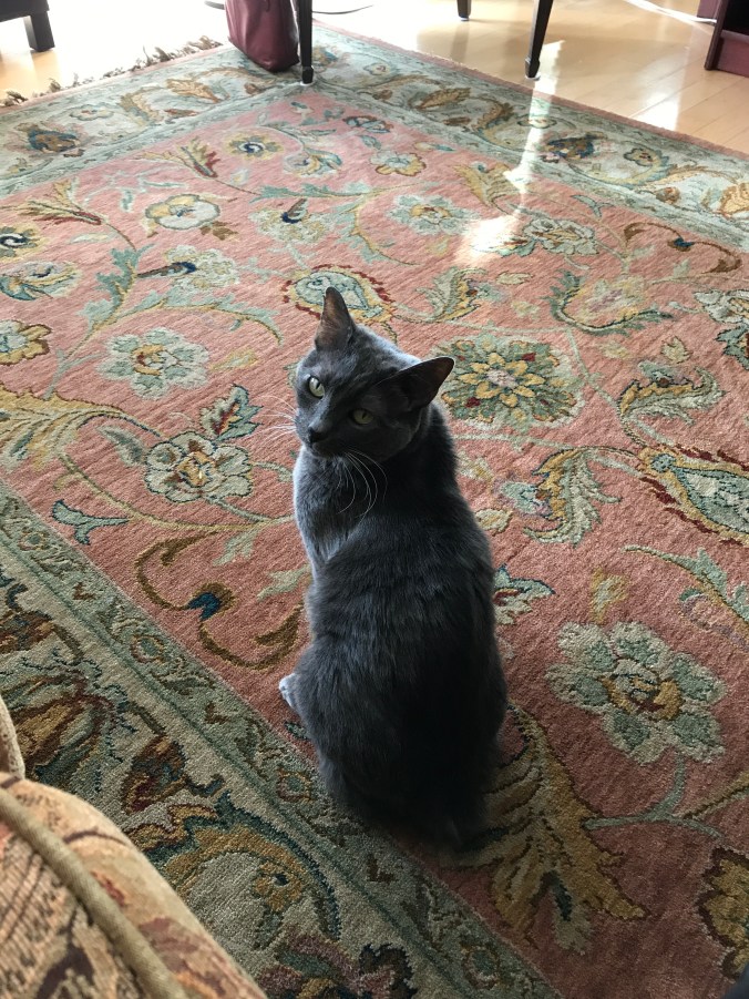 This is my life with Alzheimer_s now- Oct 10 - Ruth_s cat Gigi in her apartment