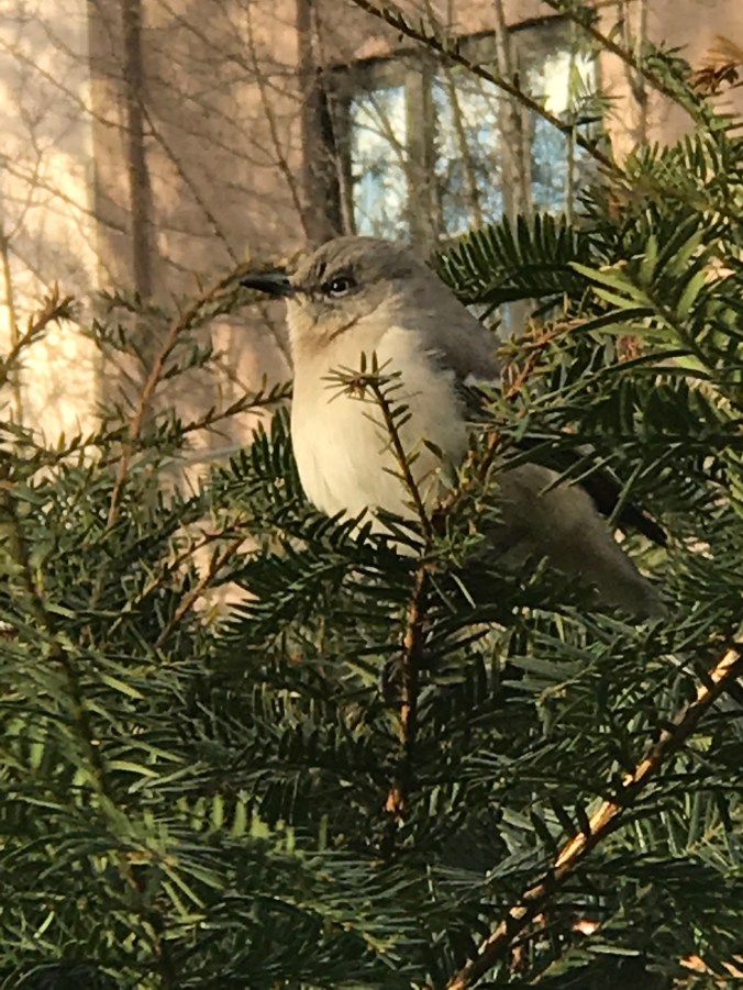 suddenly mad- inside my element (mockingbird on a bush at the park)