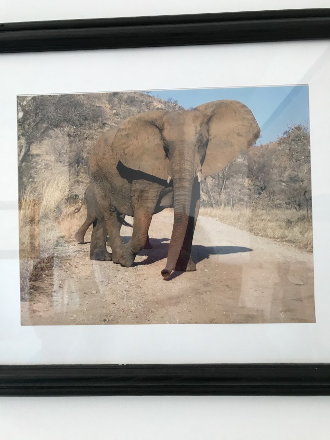 Suddenly Mad- Impermanence and Change (photo of mother elephant with baby - Dina’s apartment)