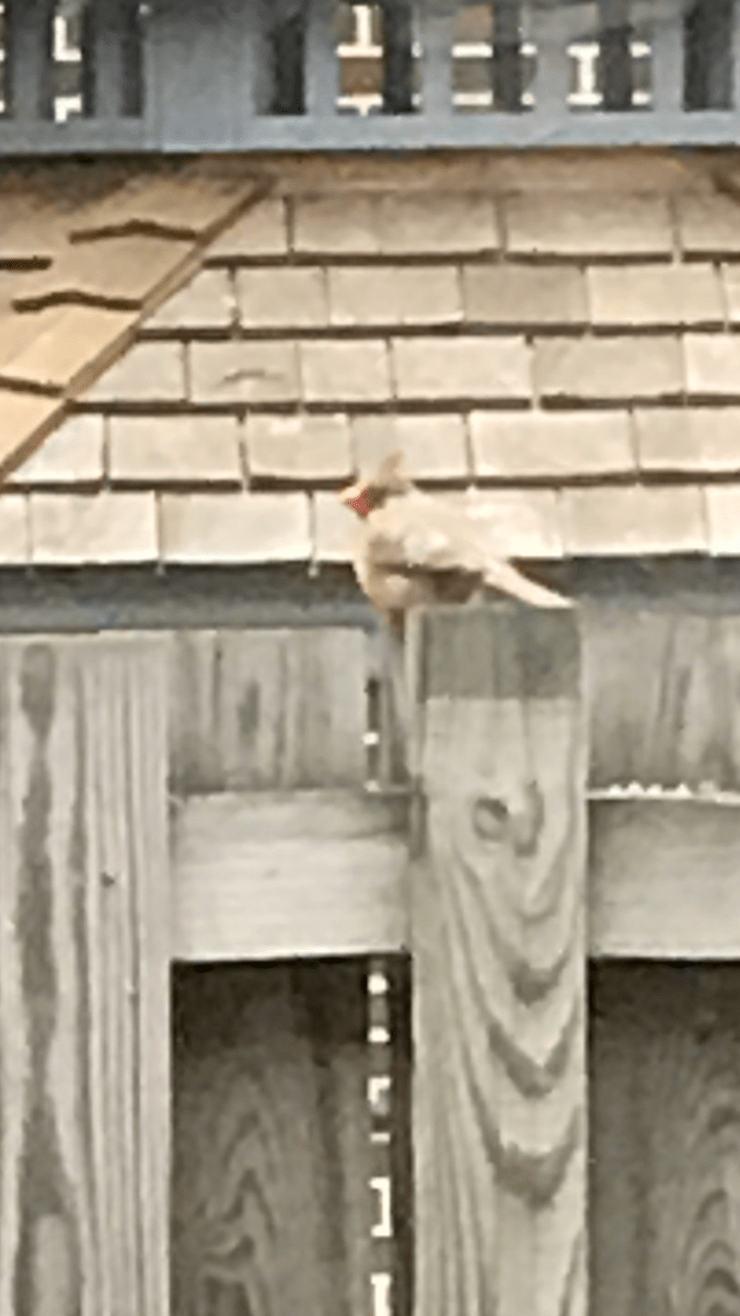Suddenly Mad- What’s left for me on this spinning rock called Earth - March 29 a cardinal sighting - my husband saw a pair of cardinals