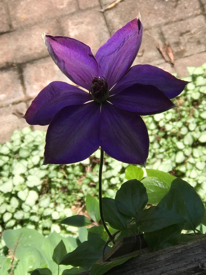 Suddenly Mad- Fractured (Clematis)